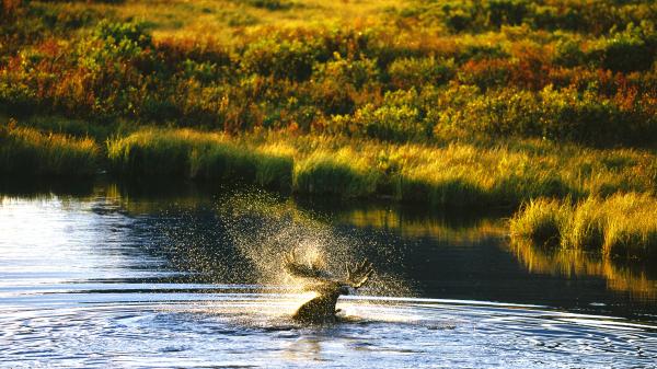 Moose shakes water off its antlers in a river