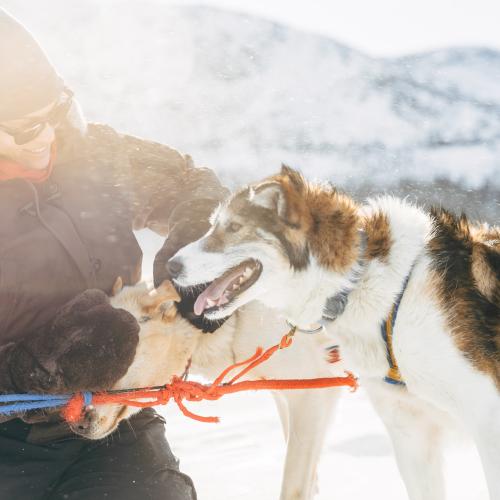 yukonadventureco-sled-dog-winter