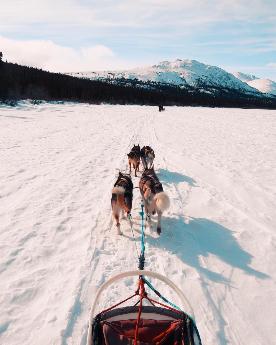 Riding with a team of sled dogs
